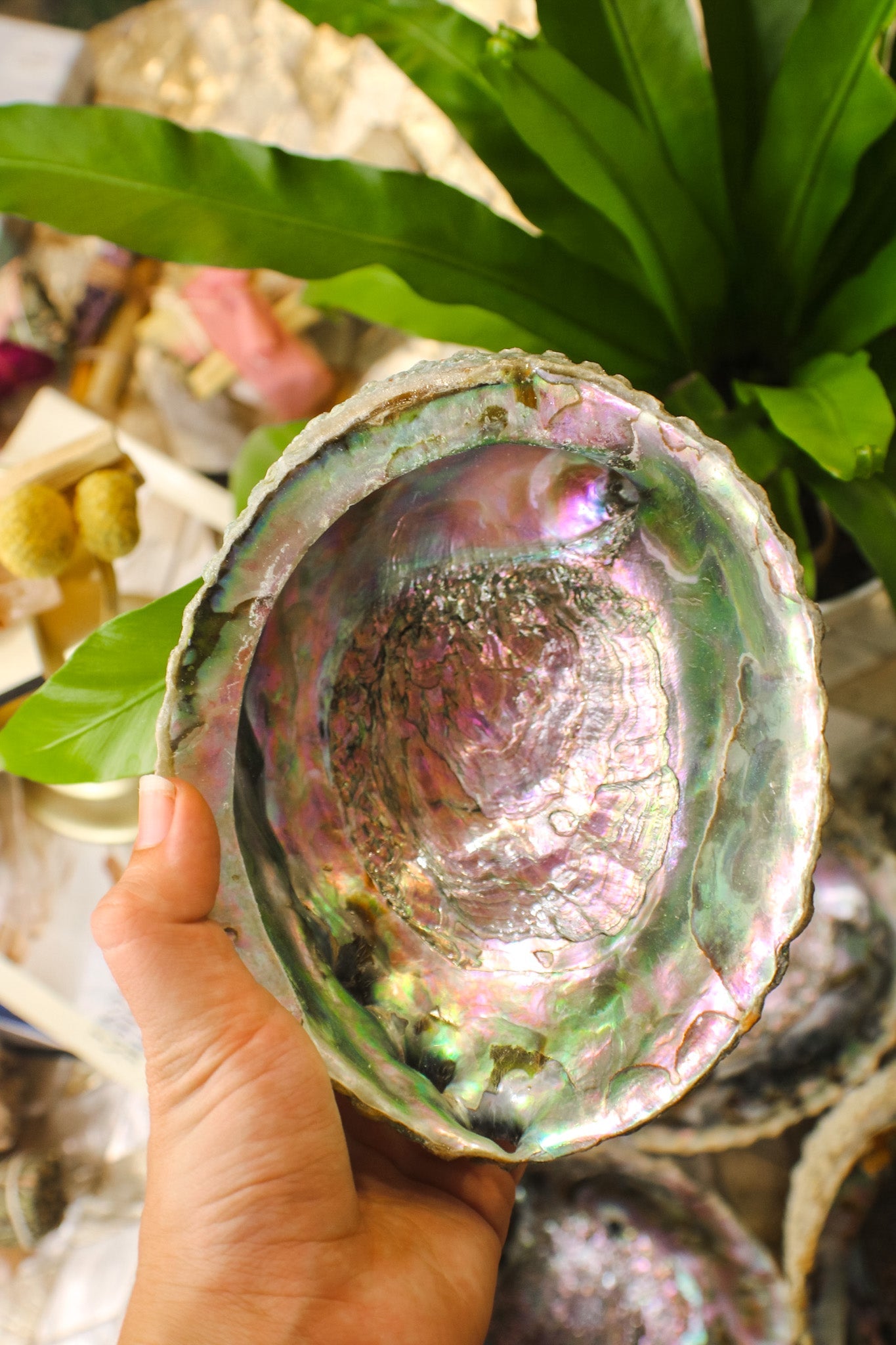 Abalone Shell BowlsFaiza NaturalsHome & Garden