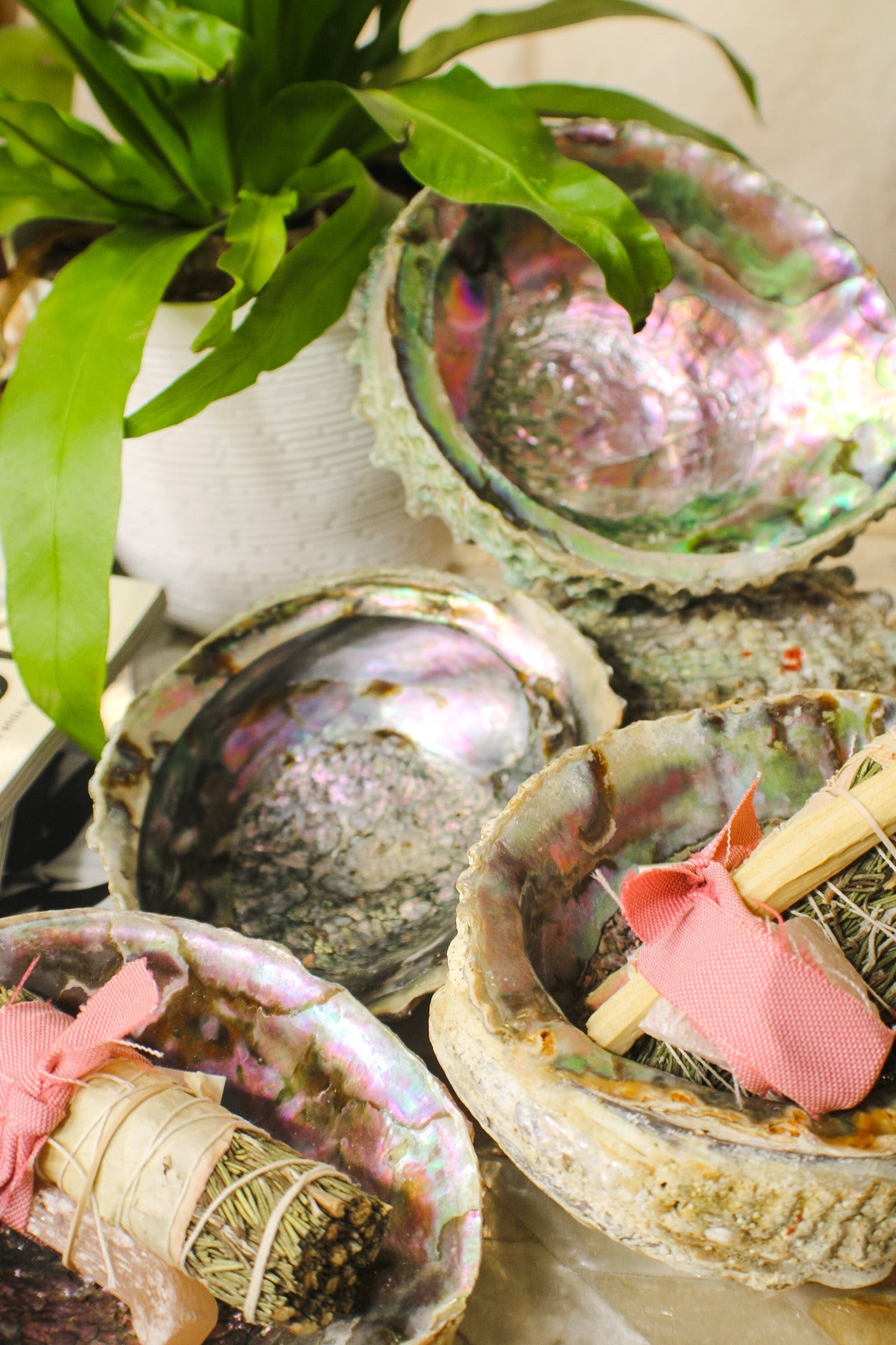Abalone Shell BowlsFaiza NaturalsHome & Garden