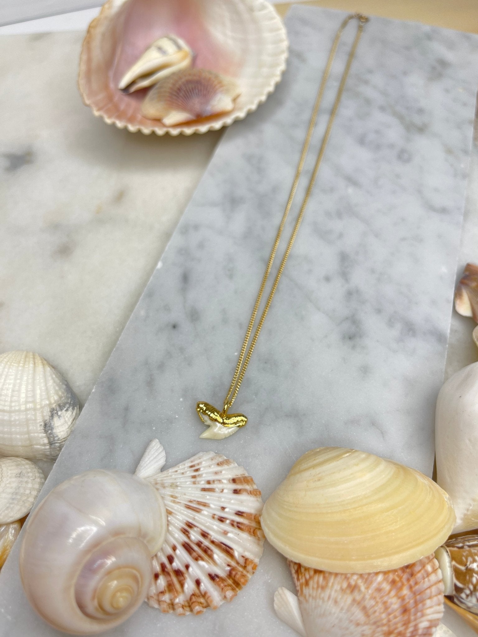 White Shark Tooth NecklaceRise Hawaii JewelryNecklace