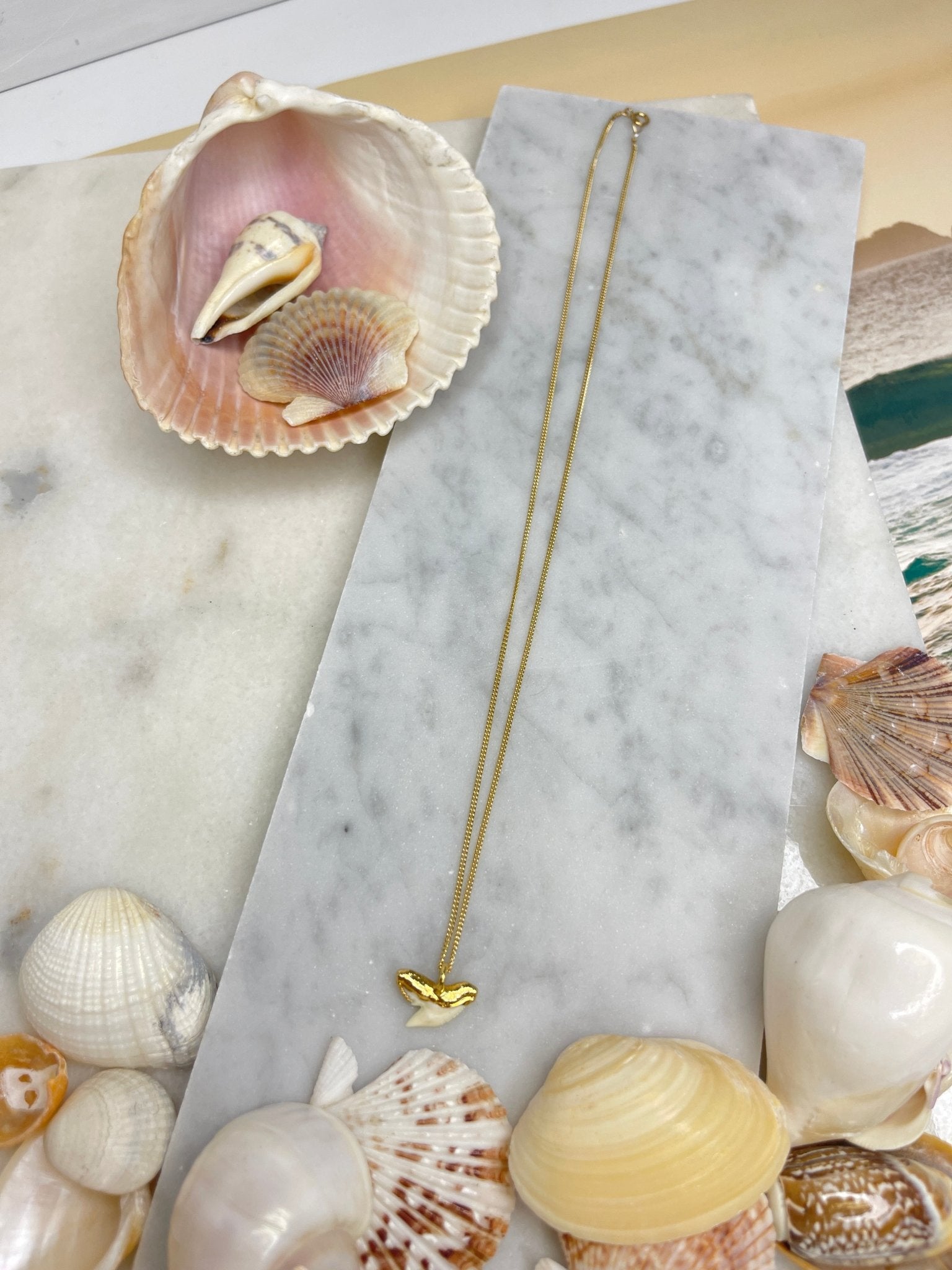 White Shark Tooth NecklaceRise Hawaii JewelryNecklace