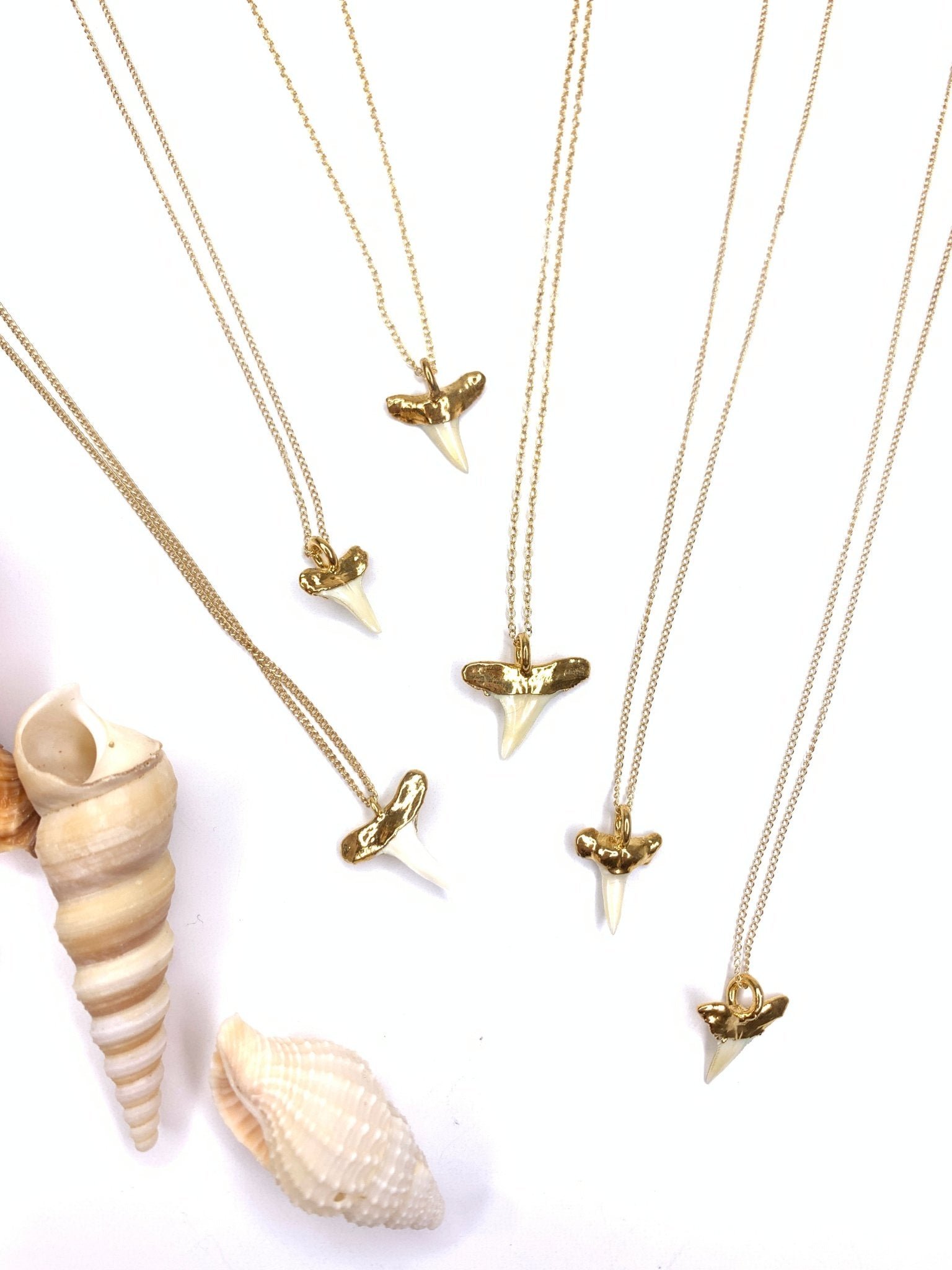 White Shark Tooth NecklaceRise Hawaii JewelryNecklace