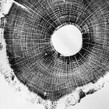 North Carolina Tree Art - Oak - 18x24 print