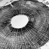 North Carolina Tree Art - Oak - 18x24 print