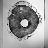 North Carolina Tree Art - Oak - 18x24 print