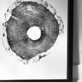 North Carolina Tree Art - Oak - 18x24 print
